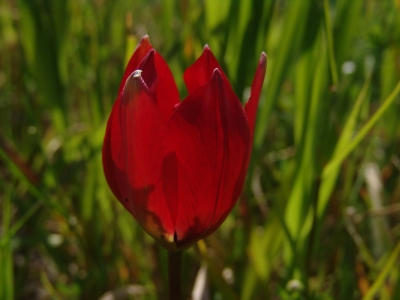 vild tulipan