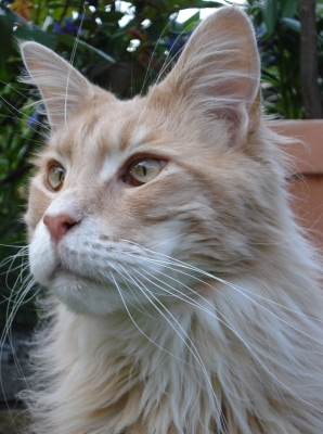 Maine Coon-Portrait