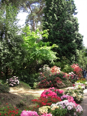 Im Rhododendronpark / 1