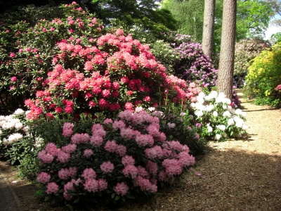Im Rhododendronpark / 3