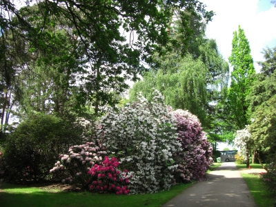 Im Rhododendronpark / 4