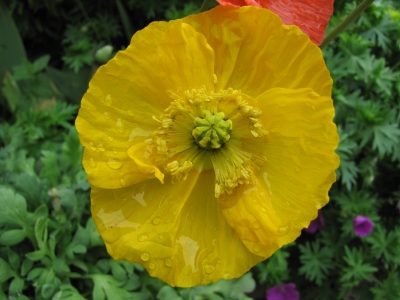 Islandmohn, gelb