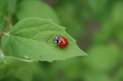 Marienkäfer