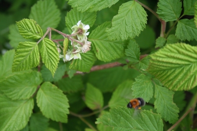 Hummel im Anflug