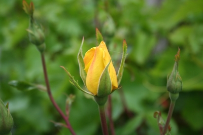 Rose im Erblühen