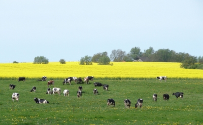 Raps mit Milchkühe