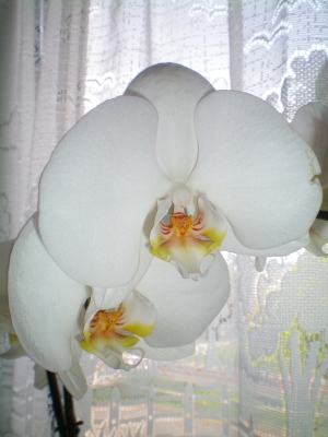 orchidee 2
