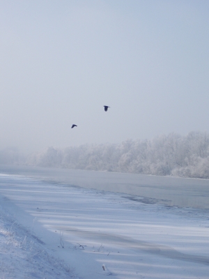 Winter an der Donau