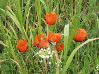 Mohn