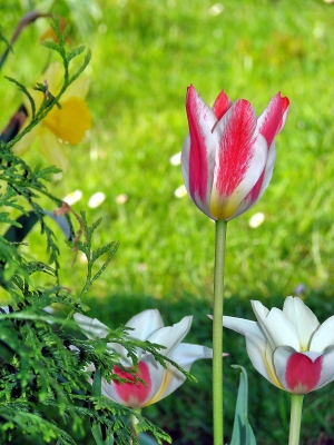 Tulpen