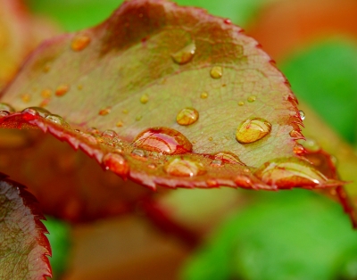 Regen auf Rosenblatt1