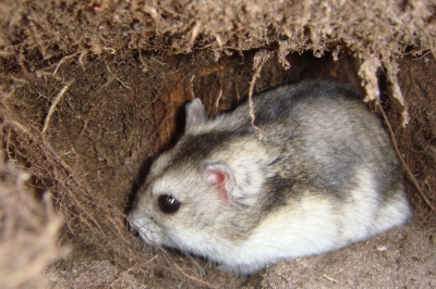 Hamster in Erdhöhle 5