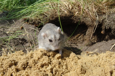 Hamster in Erdhöhle 6