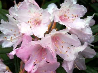 Rhododendron 02