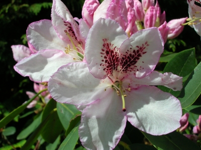 Rhododendronblüten