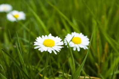 Gänseblümchen