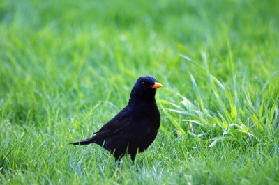 Herr Amsel