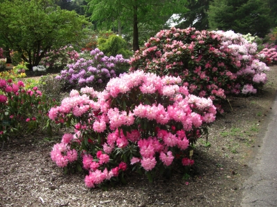 Im Rhododendronpark / 9