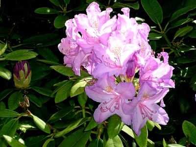 Rododendronblüte
