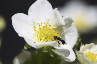 Erdbeerblüte weiß (1)