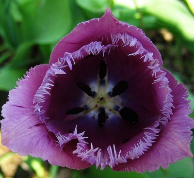 Tulpen V