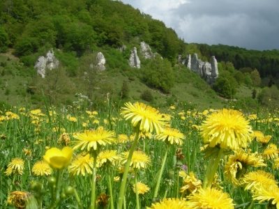 Löwenzahnblüte im Lautertal