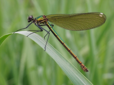 Libelle in grün