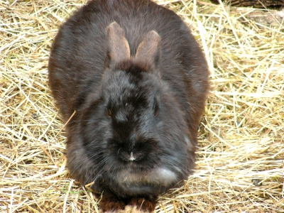 Kaninchen Porträt Kaninchenporträt