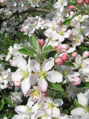 Südtirol: Apfelblüte 06