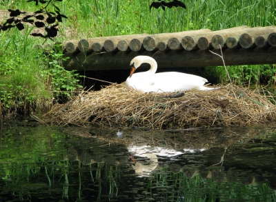 Schwanen-Mutter