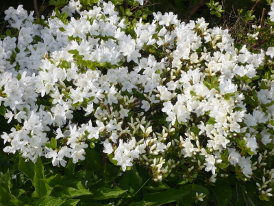 Blätter u. Blumen