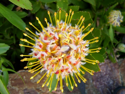 Spherical Flower