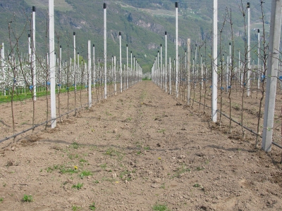 Südtirol: Apfelplantage - Junganlage