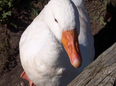 Die Gans Martin