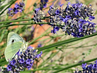 Schmetterling