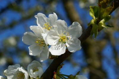 Weisse Apfelblüten