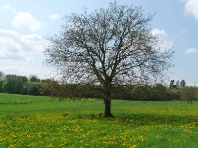Baum in Frühlingswiese