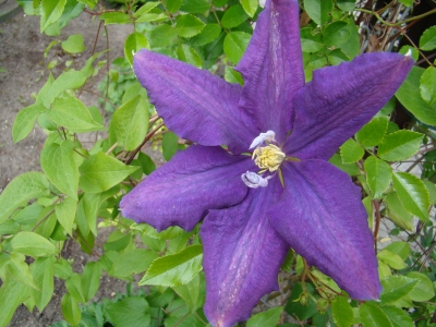 Clematis