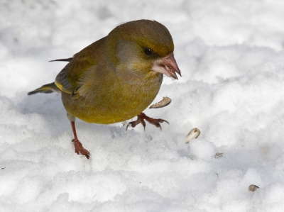 Im Schnee   Grünfink