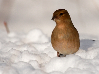 Im Schnee...Buchfink 3