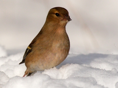 Im Schnee...Buchfink 4