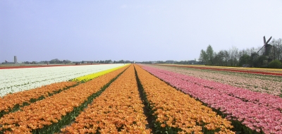Tulpenmeer