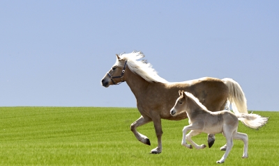 Haflinger in Freiheit