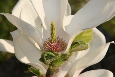 Magnolie ins Innere geschaut