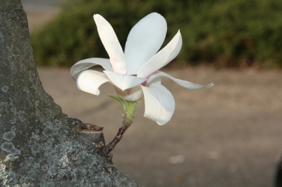 Magnolie, weiss