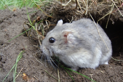Hamster in Erdhöhle 2