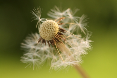 Pusteblume 2