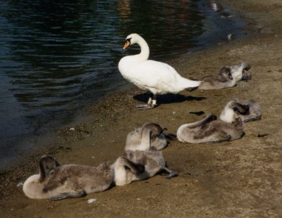 Mittagsschlaf im Kindergarten