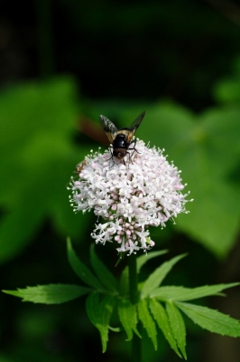 Tier und Blume