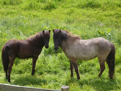 Pferde im Sauerland